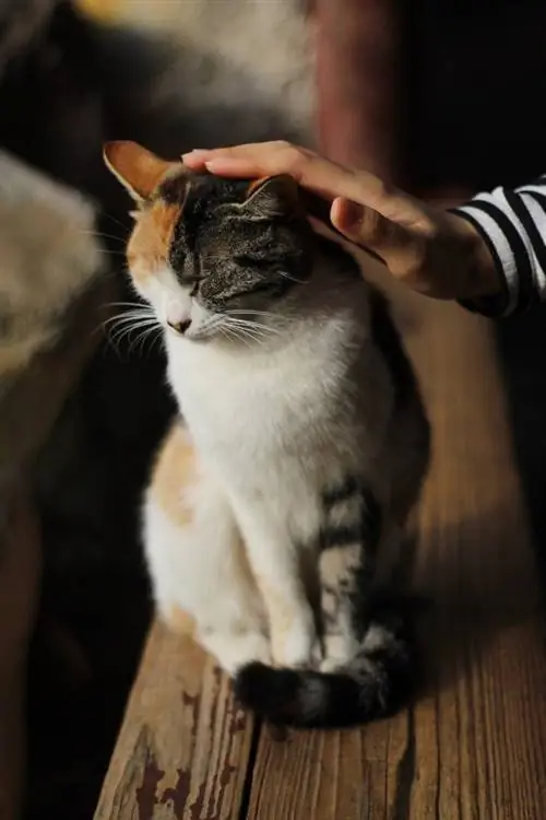 calicó doméstico de pelo corto