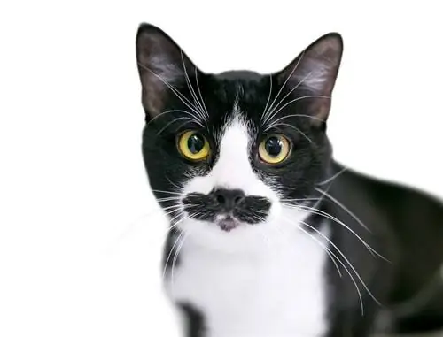 thiab dawb Tuxedo domestic shorthair mustache