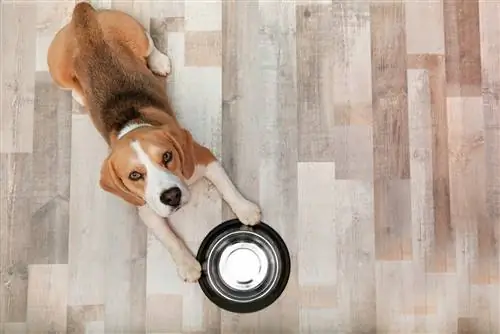 beagle prosi o jedzenie