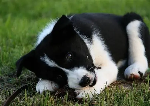 Çimenlerin üzerinde Karelya Ayı Köpek yavrusu