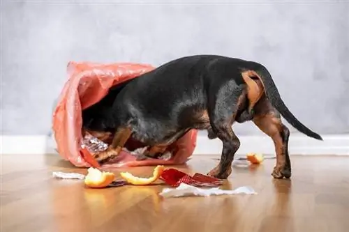 Cap de câine în Trash_shutterstock_ Masarik