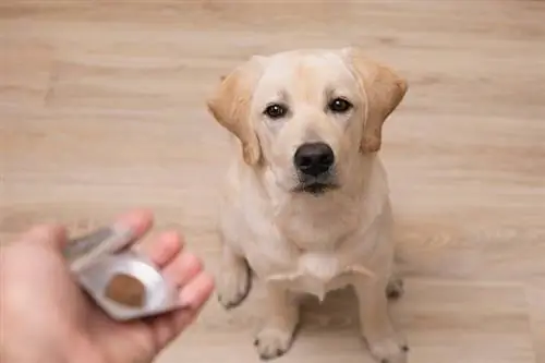 Labrador tomando probióticos_shutterstock_Olya-Maximenko