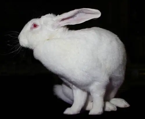 Géant blanc du Bouscat femelle