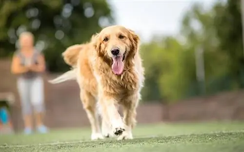 Pies golden retriever spacerujący na świeżym powietrzu