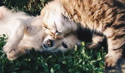 18 Ras Anjing Yang Bisa Akur Dengan Kucing (Dengan Gambar)