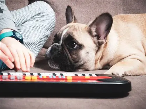 Szczeniak buldoga francuskiego leży na kanapie i słucha, jak dziecko gra na pianinie dla dzieci