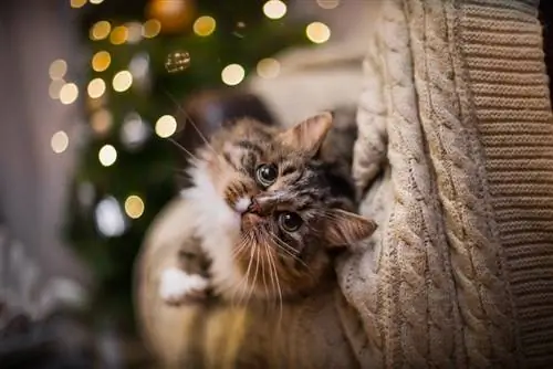 Tabby-Katze spielt am Weihnachtsbaum und bei Lichtern