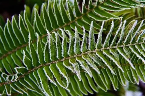 kaw ntawm frosty fern