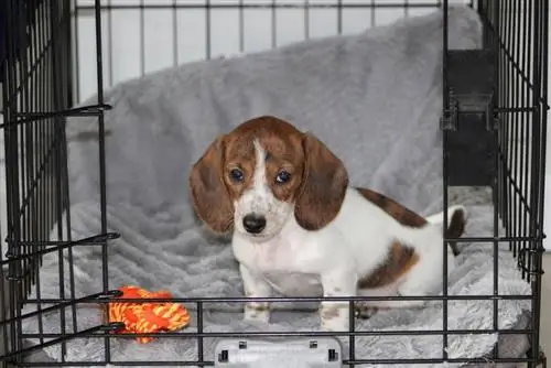 kapısı açık bir sandıkta oturan minyatür bir dachshund yavrusu