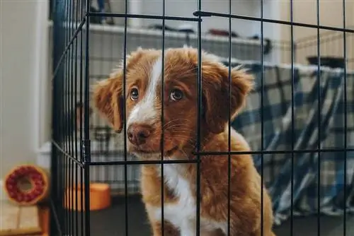 Nova Scotia Duck Tolling Retriever yavru oyun ağılında