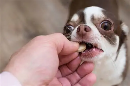 cachorrinho chihuahua toma remédio das mãos do dono