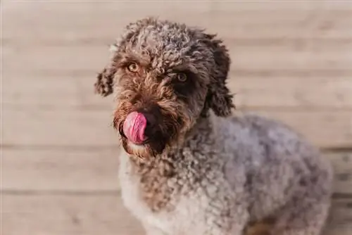 Spaanse waterhond sit op beboste vloer en lek sy mond