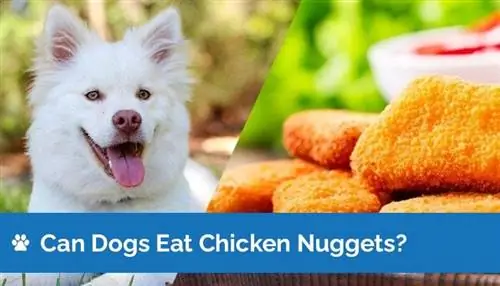 Els gossos poden menjar nuggets de pollastre? Dades nutricionals aprovades pel veterinari & Seguretat