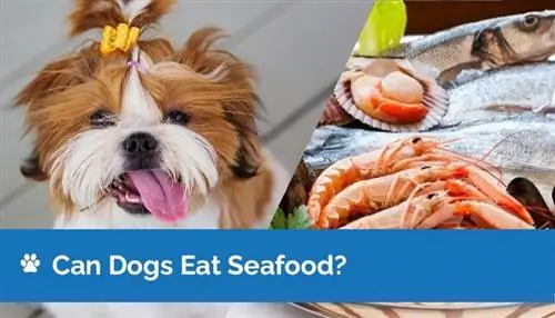 Câinii pot mânca fructe de mare? Fapte aprobate de veterinar & Întrebări frecvente