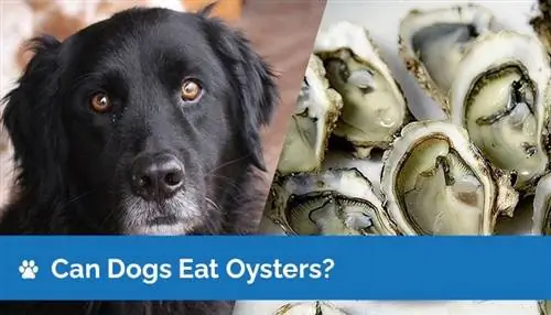 Cov dev puas noj Oysters? Vet Pom Zoo Pom Zoo Khoom Noj Khoom Noj Khoom Haus & FAQ