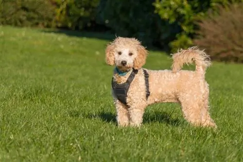 bichon frise hond aan een harnas