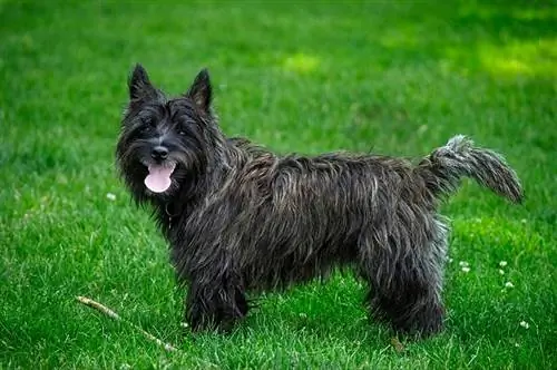 cairn terrier-hond die zich op gras bevindt