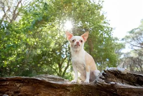 chihuahua zittend op hout