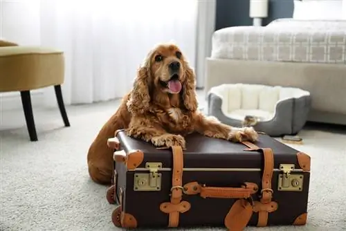 perro cocker spaniel inglés y maleta en una habitación de hotel