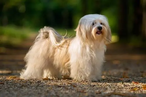 Perro Bichón Habanero crema en el bosque