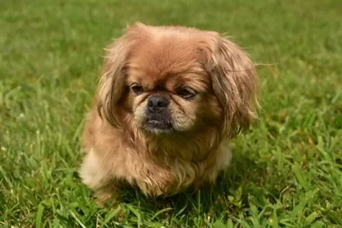 Close-up kijken naar een pluizige blonde pekingese hond die buiten in groen gras speelt