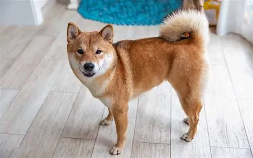 Shiba Inu vrouwelijke hond in de kamer