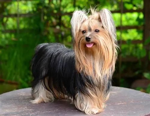 gos yorkshire terrier de peu sobre una taula de fusta