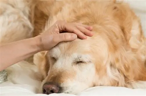 Golden Retriever i sëmurë