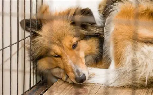 shetland sheepdog som ligger i en bur och ser sjuk ut