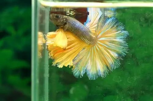 ryba betta w akwarium