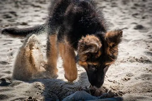 Deutscher Schäferhundwelpe gräbt den Sand am Strand