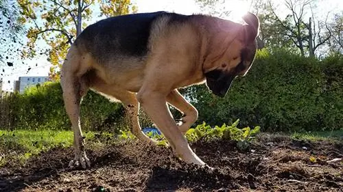 Erwachsener Deutscher Schäferhund gräbt im Garten