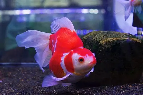 Peixe dourado vermelho e branco sabao no fundo do tanque