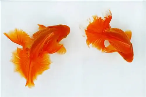 Boaansig van twee Tosakin Goldfish in wit agtergrond