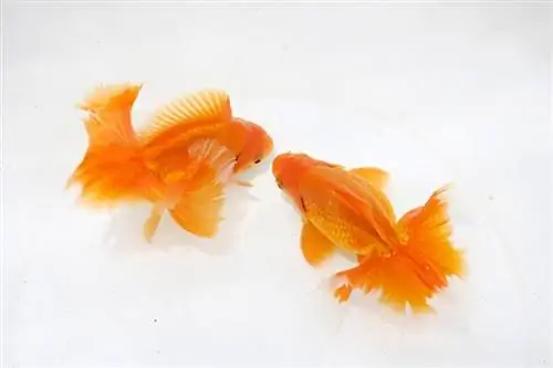 Tosakin goldfish_Pavaphon Supanantananont_shutterstock