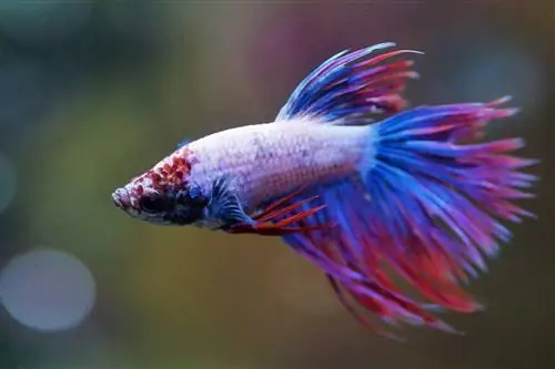 peixe betta vermelho e azul