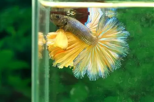 peixe betta amarelo