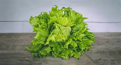 lettuce ntawm lub rooj