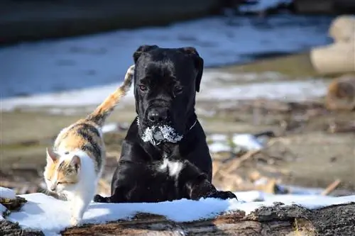 cane corso si hraje s kočkou ve sněhu