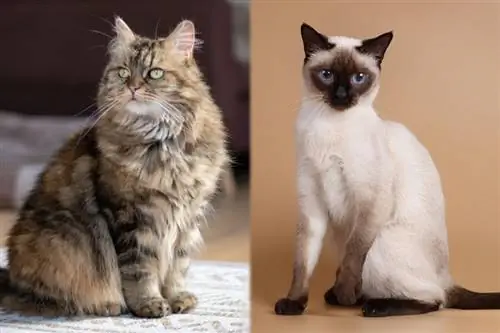 Maine Coon & Siamese Cat Mix: Info, bilder, egenskaper & Fakta