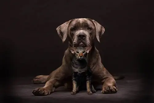 cane corso a orientálna mačka