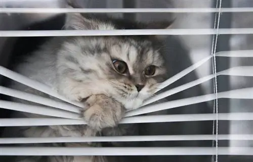 8 DIY Cat Window Perches du kan skapa idag (med bilder)