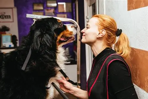 kvinne stelle bernese fjellhund