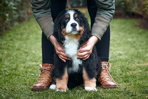 cucciolo di bovaro bernese con proprietario all'aperto