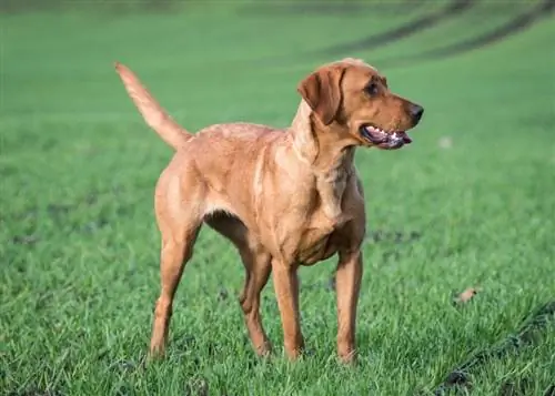 labrador