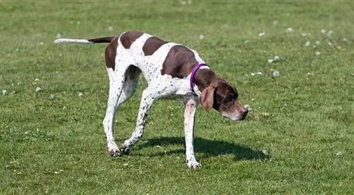 English Pointer