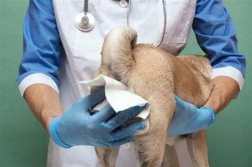 veterinario limpiando las glándulas anales de un perro