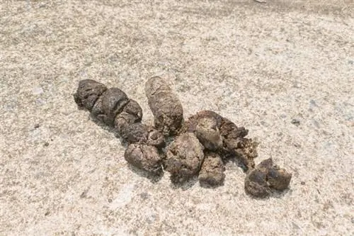 Dried Dog Poop Feces