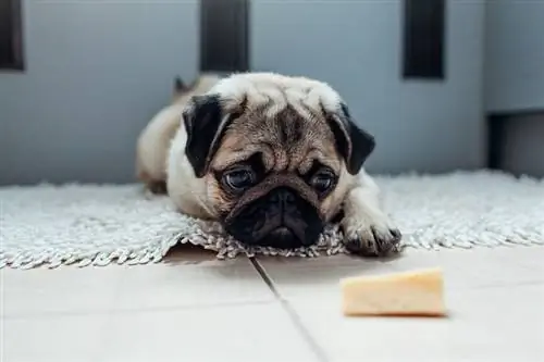 Mops wartet auf die Erlaubnis, Cheese_mariia boiko_shutterstock zu essen