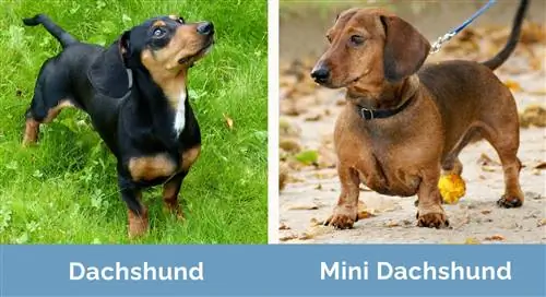 Dachshund vs Mini Dachshund bega kwa bega